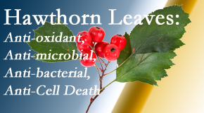 Moriarty Chiropractic shares new research regarding the flavonoids of the hawthorn tree leaves’ extract that are antioxidant, antibacterial, antimicrobial and anti-cell death. 
