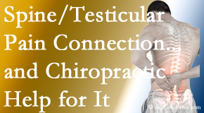 Moriarty Chiropractic explains recent research on the connection of testicular pain to the spine and how chiropractic care helps its relief.