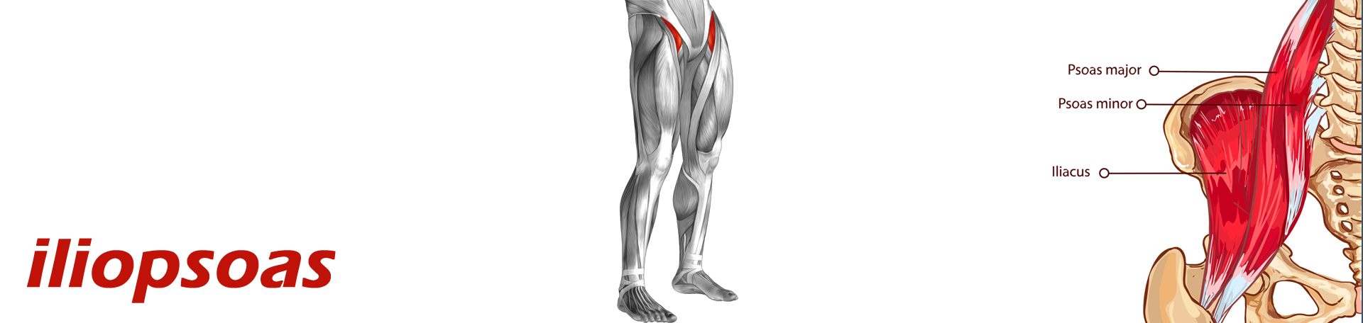Nashua Back Pain and Iliopsoas Muscle Link