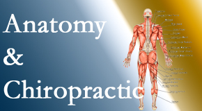 Moriarty Chiropractic confidently delivers chiropractic care based on knowledge of anatomy to diagnose and treat spine related pain.