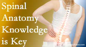 Moriarty Chiropractic knows spinal anatomy well – a benefit to everyday chiropractic practice!