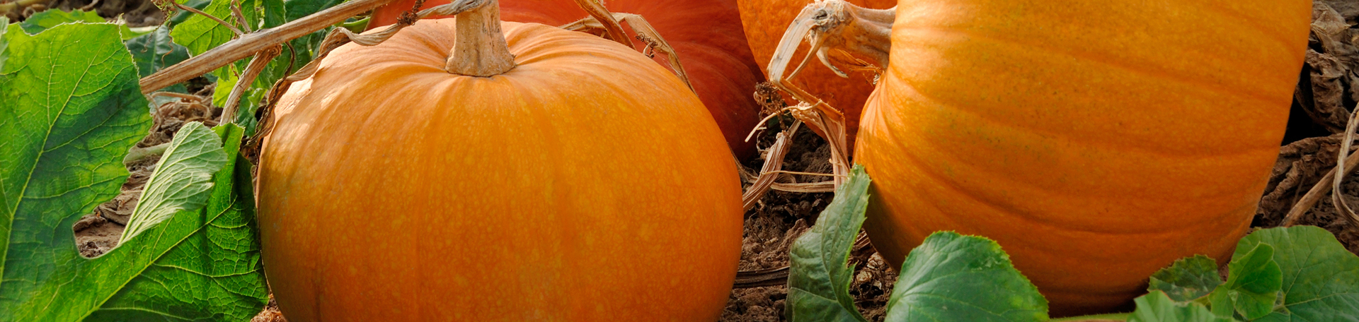 Nashua Pumpkin Leaves’ help for degenerated discs