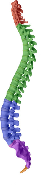 Moriarty Chiropractic aims to help maintain or attain a healthy spine with healthy discs with Nashua chiropractic care.